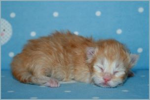 Male Siberian Kitten from Deedlebug Siberians